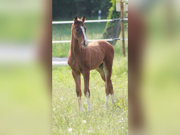 Westphalian Mare 16 years 16,1 hh Brown in Versmold