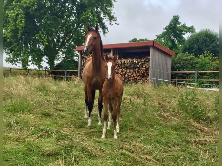 Westphalian Mare 16 years 16,1 hh Brown in Versmold