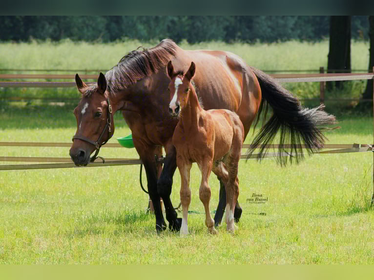 Westphalian Mare 16 years 16,1 hh Brown in GROTE-BROGEL
