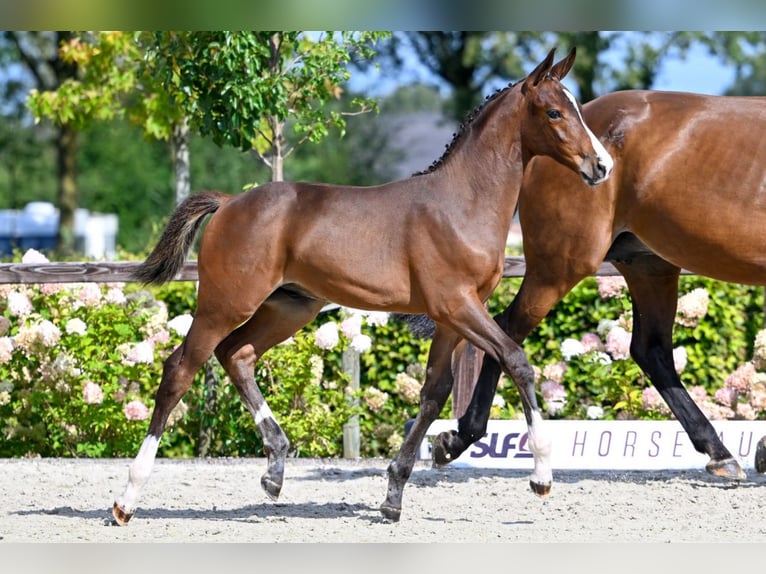 Westphalian Mare 16 years 16,1 hh Brown in GROTE-BROGEL