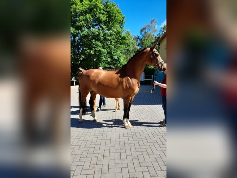 Westphalian Mare 16 years 16,1 hh Brown in Nessetal