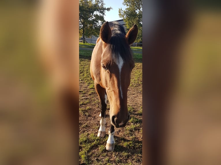 Westphalian Mare 16 years 16,1 hh Brown in Nessetal