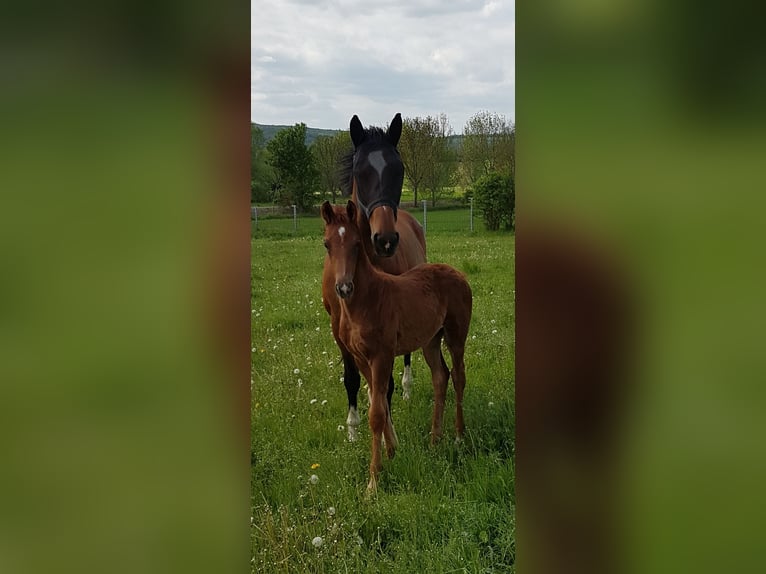 Westphalian Mare 16 years 16,1 hh Brown in Nessetal