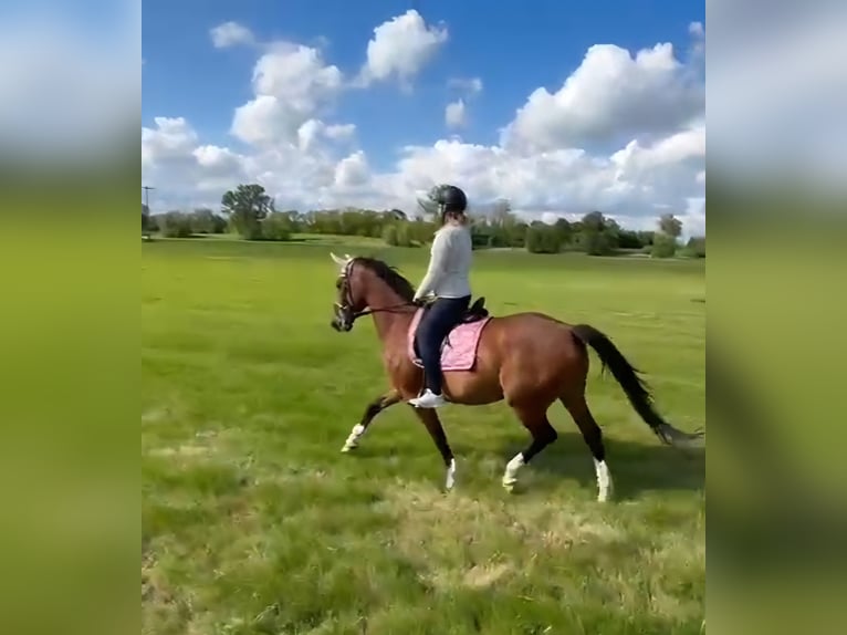 Westphalian Mare 16 years 16,1 hh Brown in Nessetal