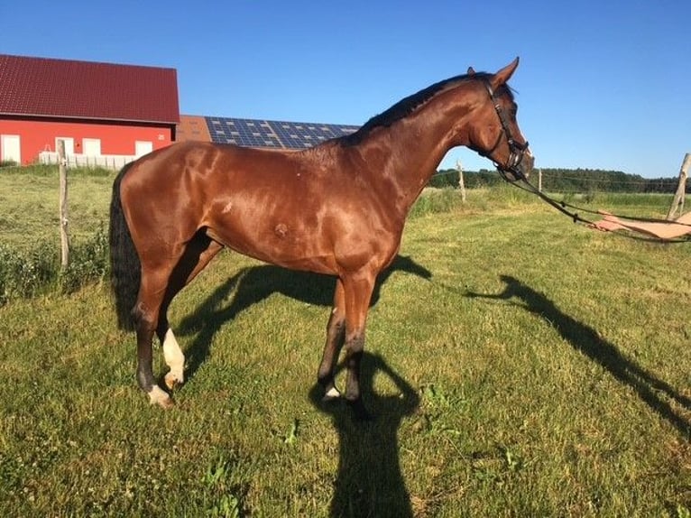 Westphalian Mare 16 years 16,1 hh Brown in Forchheim