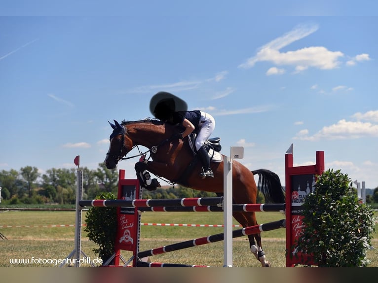 Westphalian Mare 16 years 16,1 hh Brown in Forchheim