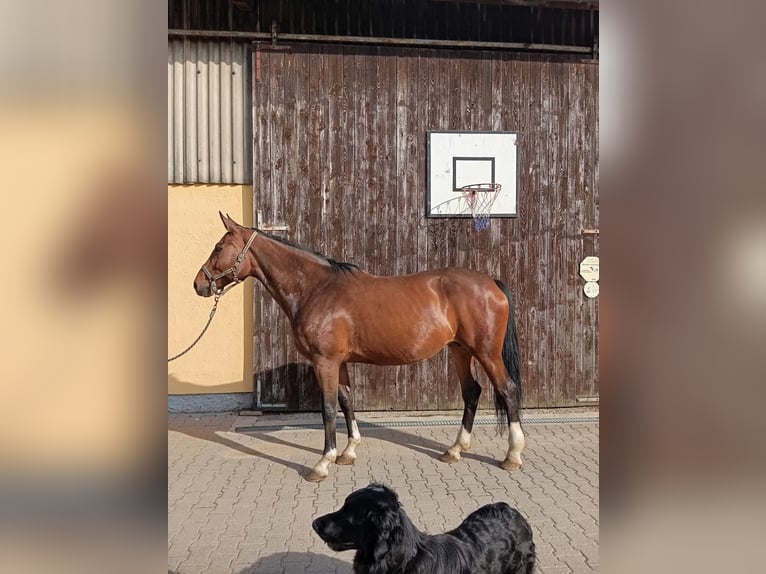 Westphalian Mare 16 years 16,2 hh Brown in Heidelberg