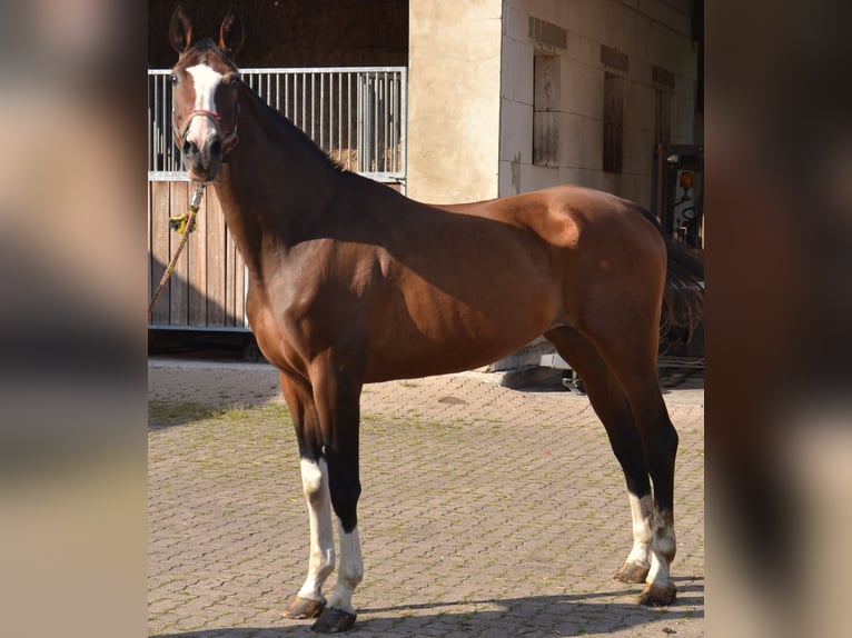 Westphalian Mare 16 years 17.2 hh Bay-Dark in Extertal