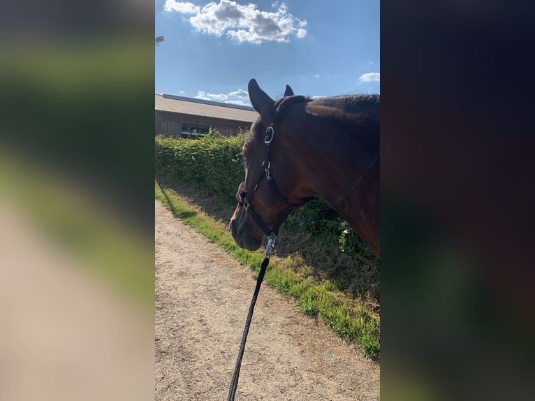 Westphalian Mare 16 years 17,2 hh Brown in Meerbusch