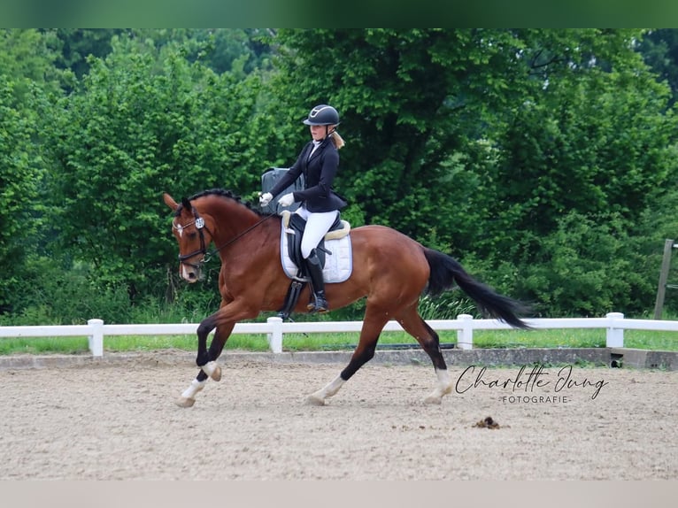 Westphalian Mare 16 years 17 hh Brown in Ahlen