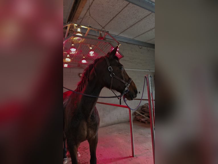 Westphalian Mare 16 years 17 hh Brown in Br&#xFC;ggen