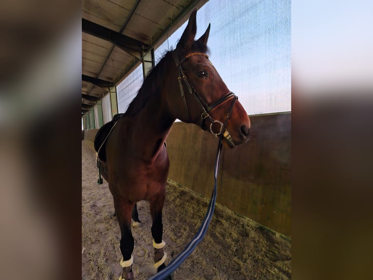 Westphalian Mare 16 years 17 hh Brown in Br&#xFC;ggen