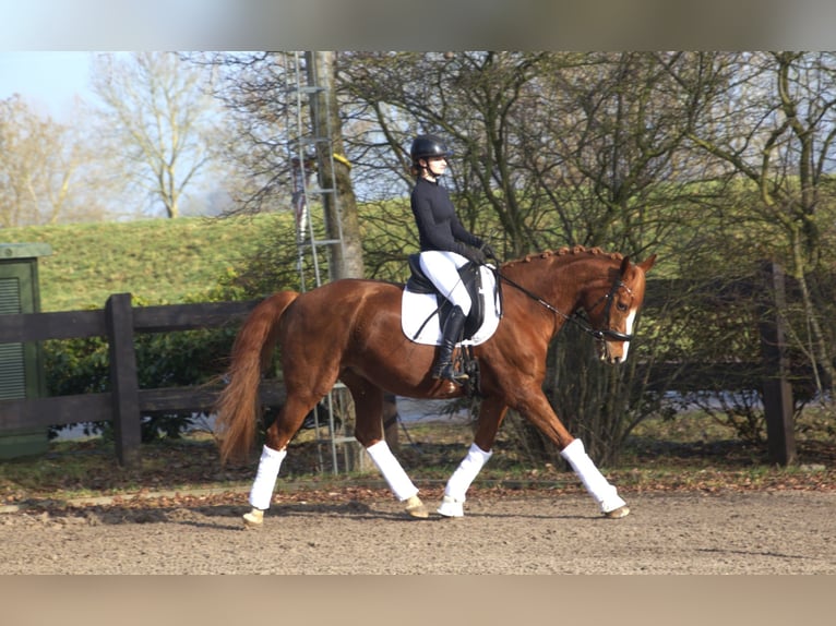 Westphalian Mare 16 years 17 hh Chestnut-Red in Rhauderfehn