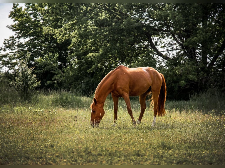 Westphalian Mare 16 years Chestnut-Red in Wien, Donaustadt