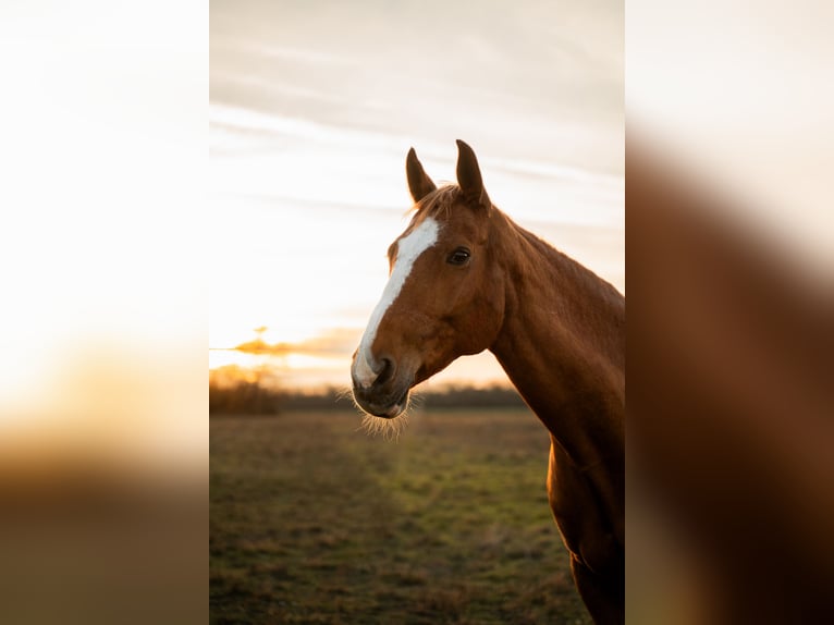 Westphalian Mare 16 years Chestnut-Red in Wien, Donaustadt