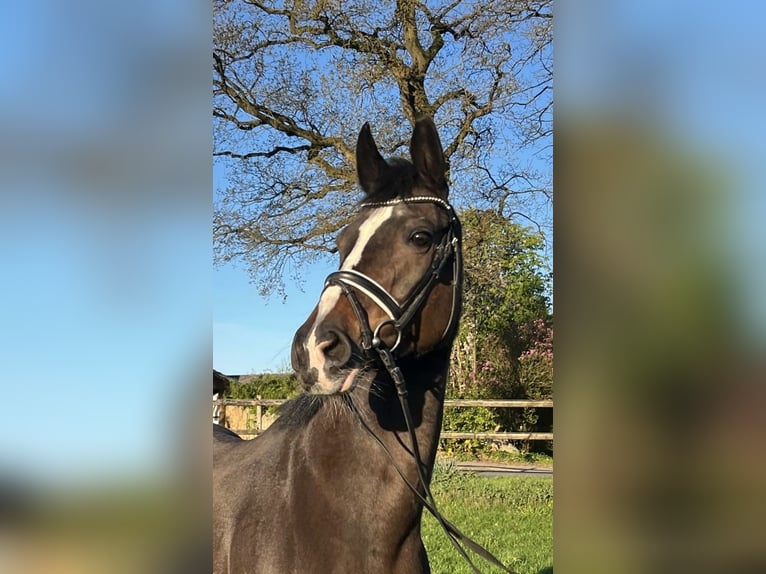 Westphalian Mare 16 years Smoky-Black in Regesbostel