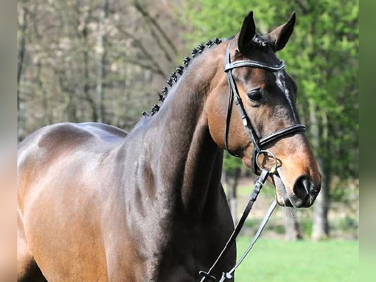 Westphalian Mare 17 years 16,1 hh Bay-Dark in Everswinkel