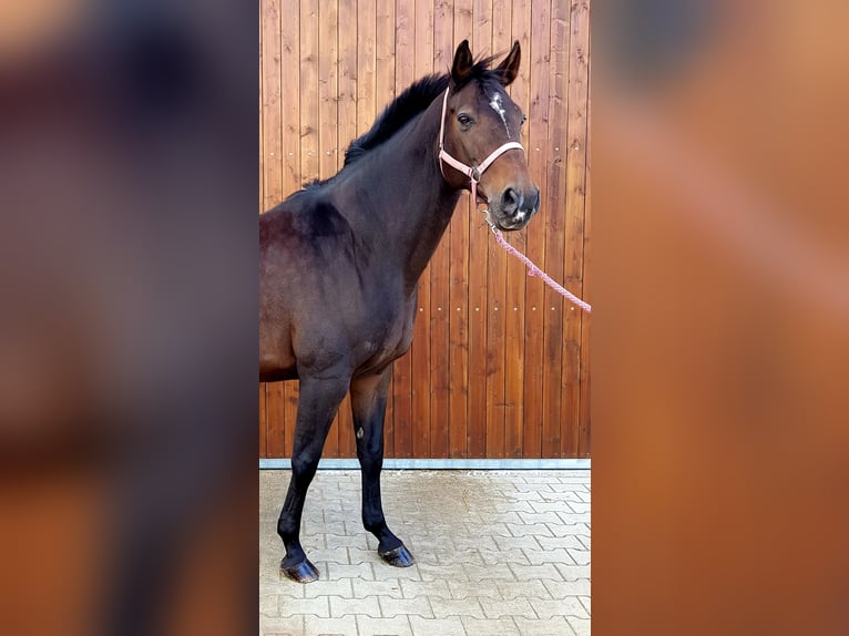 Westphalian Mare 17 years 16,1 hh Bay-Dark in Everswinkel