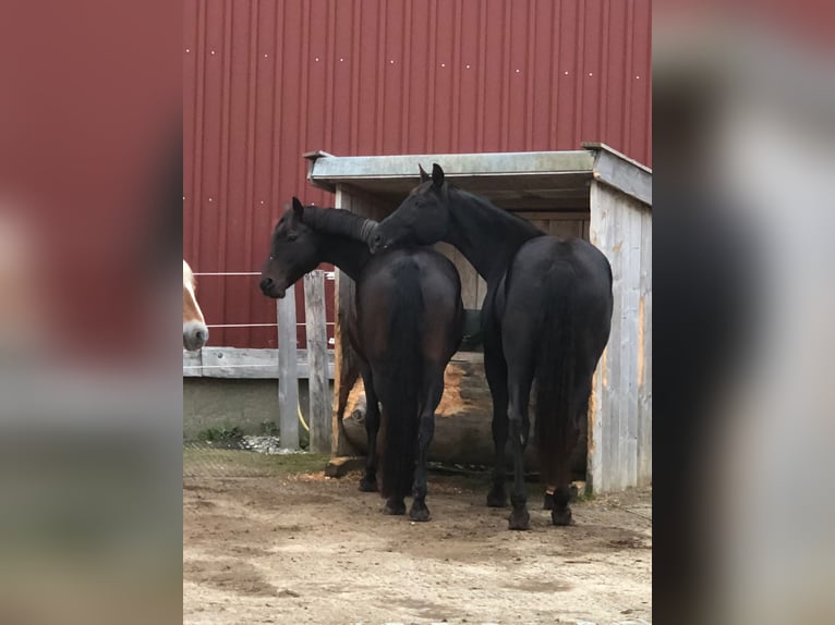 Westphalian Mare 17 years 16.1 hh Bay-Dark in Altusried