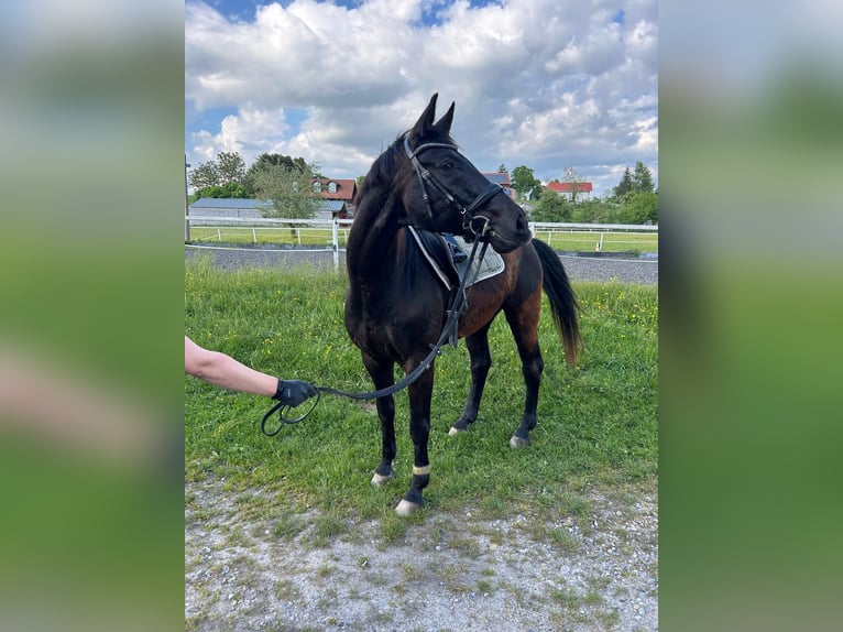 Westphalian Mare 17 years 16.1 hh Bay-Dark in Altusried