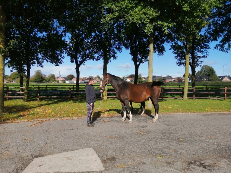 Westphalian Mare 17 years 16,1 hh Brown in Moers