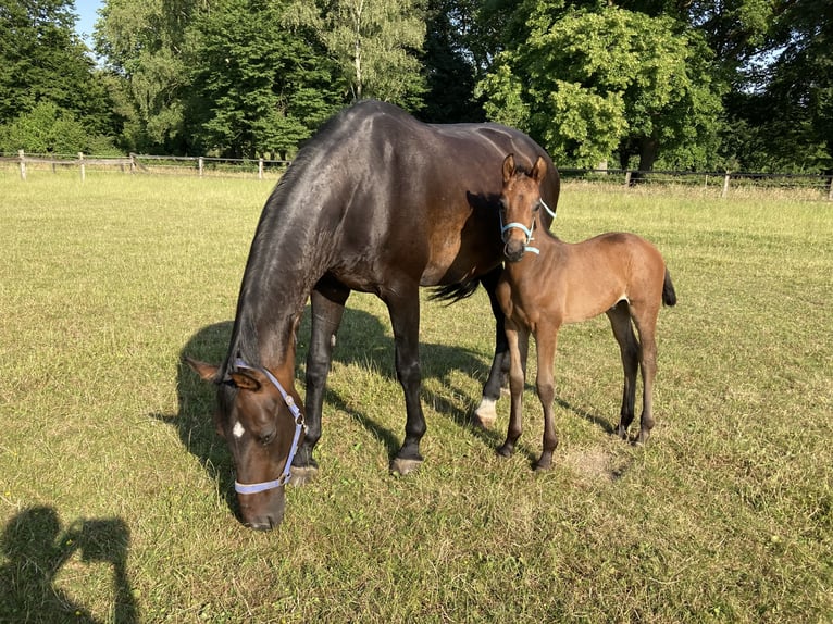 Westphalian Mare 17 years 16,3 hh Bay-Dark in Münster