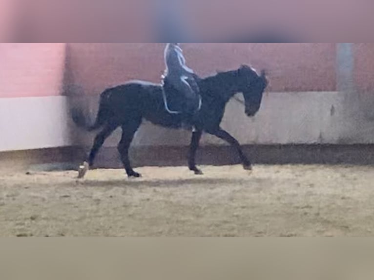 Westphalian Mare 17 years 16,3 hh Bay-Dark in Münster