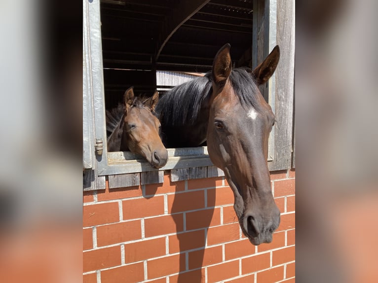 Westphalian Mare 17 years 16,3 hh Bay-Dark in Münster