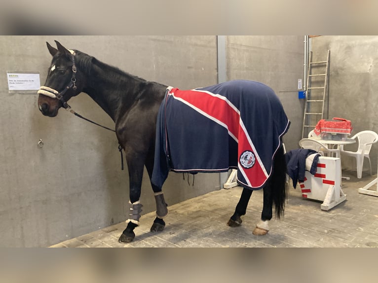 Westphalian Mare 17 years 16,3 hh Smoky-Black in Münster