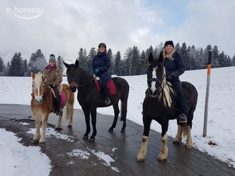 Westphalian Mare 17 years 16 hh Bay-Dark in Diemeringen