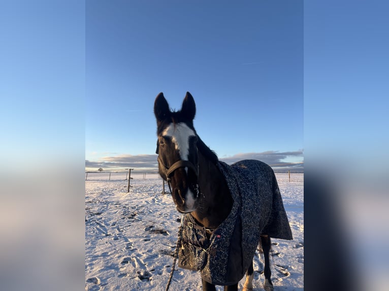 Westphalian Mare 17 years 16 hh Black in Stetten am kalten Markt