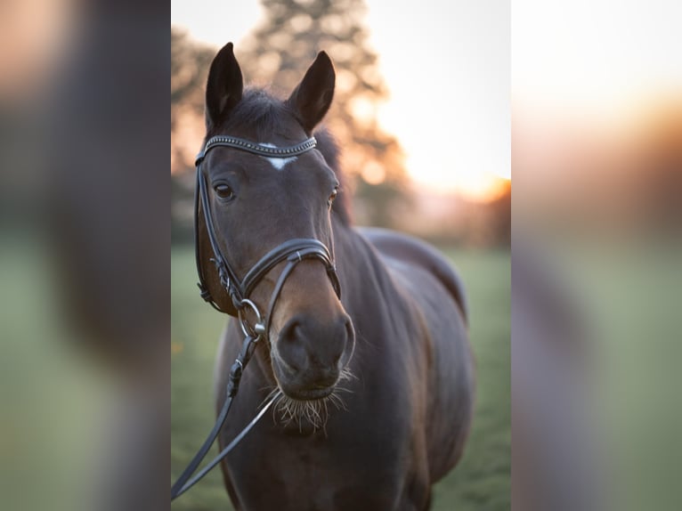 Westphalian Mare 17 years 16 hh Brown in Sendenhorst