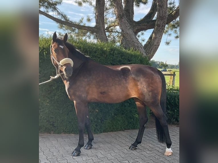 Westphalian Mare 17 years 16 hh Brown in Sendenhorst