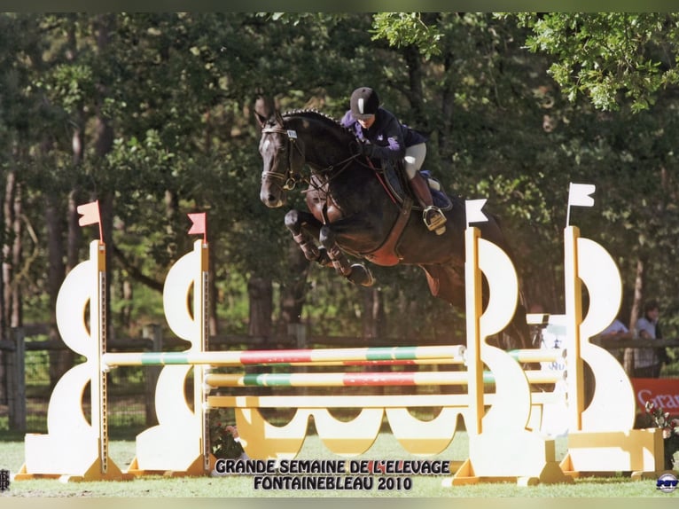 Westphalian Mare 17 years 16 hh Brown in Neewiller-près-Lauterbourg