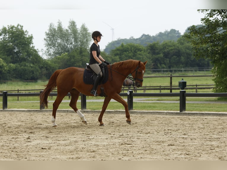 Westphalian Mare 17 years 16 hh Chestnut-Red in Gescher