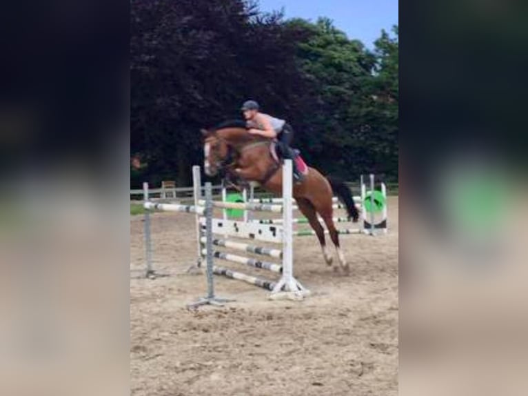 Westphalian Mare 17 years 16,1 hh Brown in Versmold