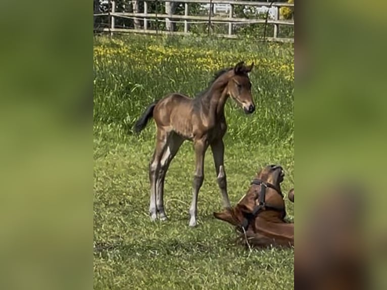 Westphalian Mare 17 years 16,1 hh Chestnut-Red in Westerstede