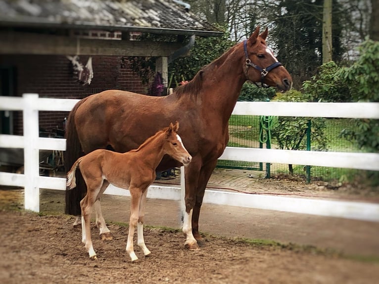 Westphalian Mare 17 years 16,1 hh Chestnut-Red in Westerstede