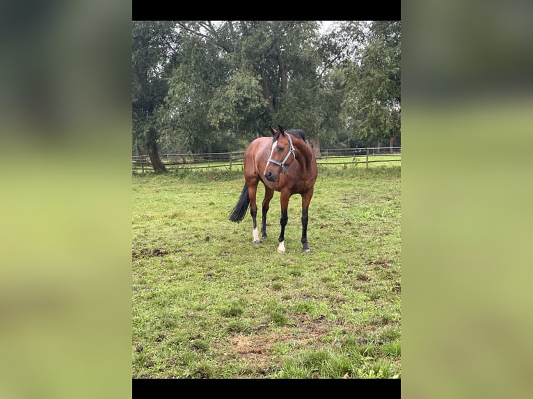 Westphalian Mare 17 years 16,2 hh Bay in Sieroszowice