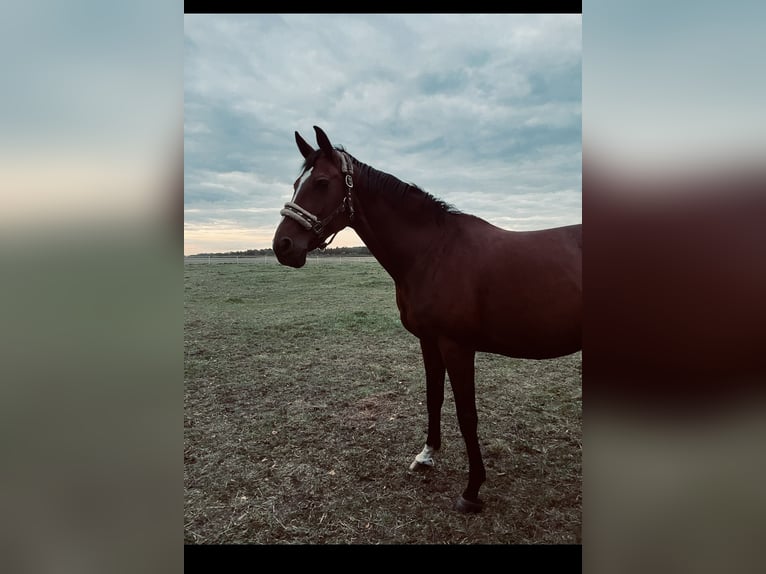 Westphalian Mare 17 years 16,2 hh Bay in Sieroszowice