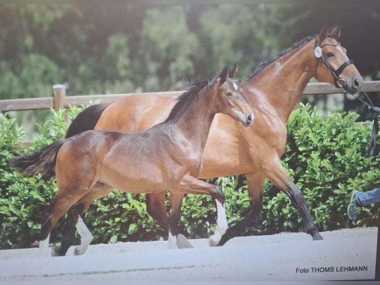 Westphalian Mare 17 years 16,2 hh Brown in Greven