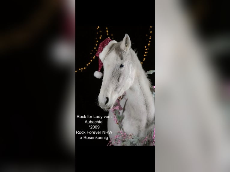 Westphalian Mare 17 years 16,2 hh Grey in Morsbach