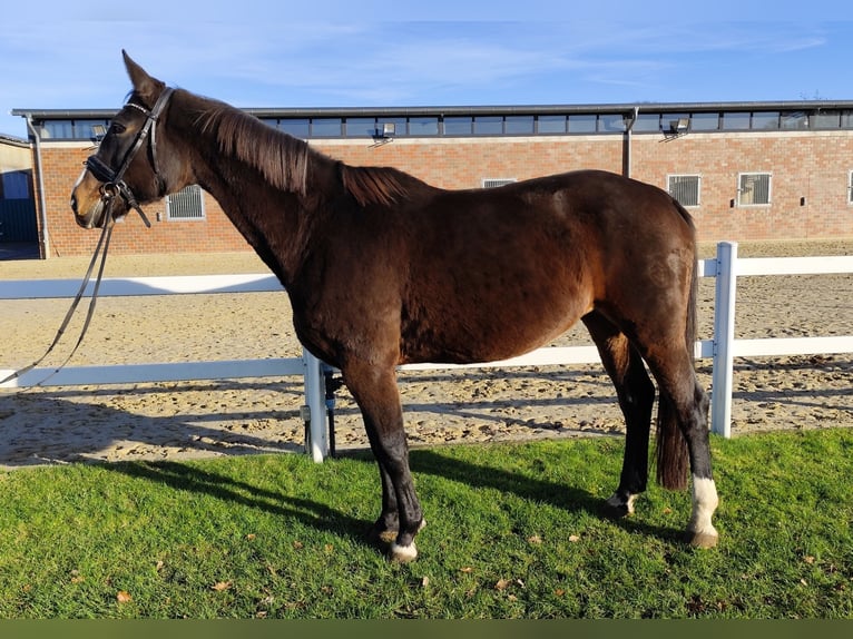 Westphalian Mare 17 years 17 hh Bay-Dark in Bad Laer