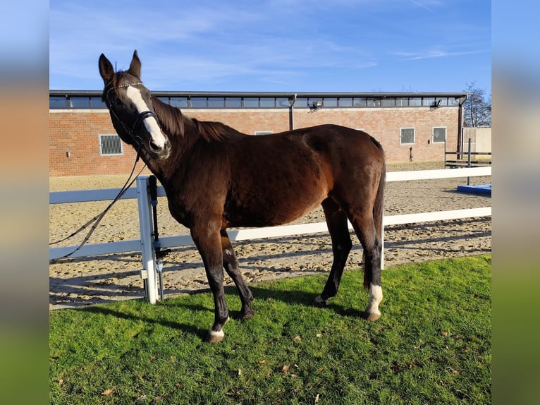 Westphalian Mare 17 years 17 hh Bay-Dark in Bad Laer