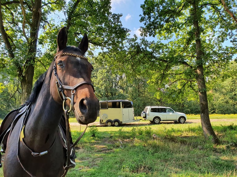 Westphalian Mare 17 years 17 hh Bay-Dark in Köln