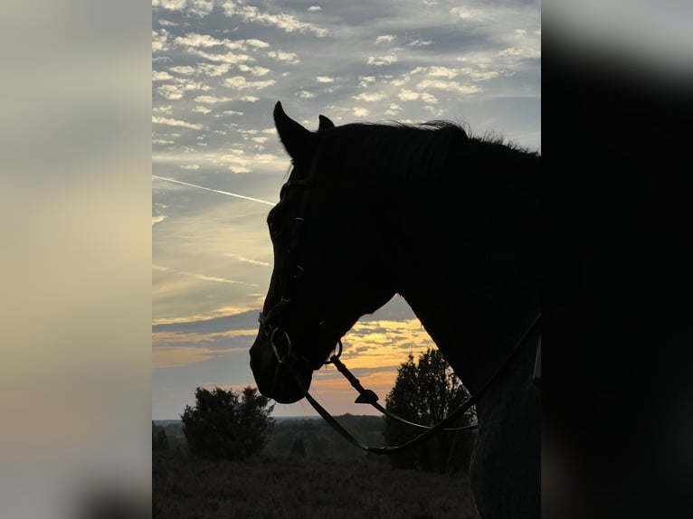 Westphalian Mare 17 years 17 hh Bay-Dark in Köln