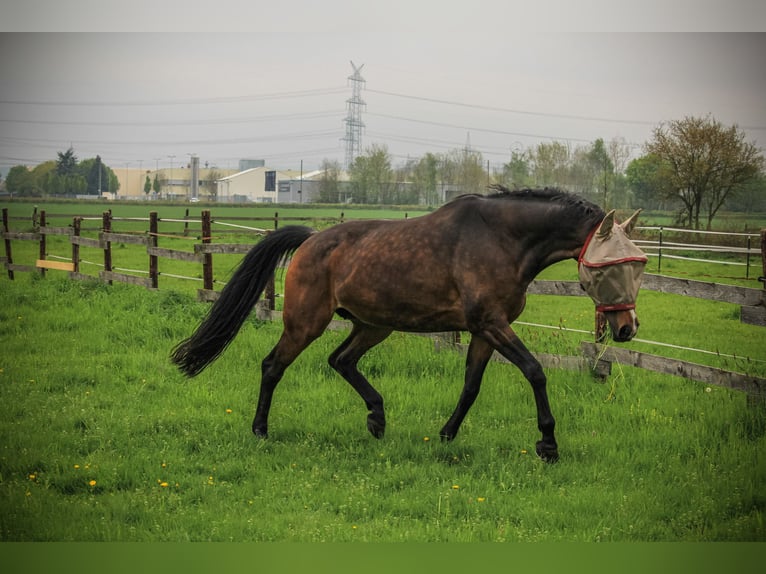 Westphalian Mare 17 years 17 hh Brown in K&#xF6;ln