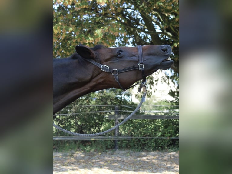 Westphalian Mare 17 years 17 hh Brown in K&#xF6;ln