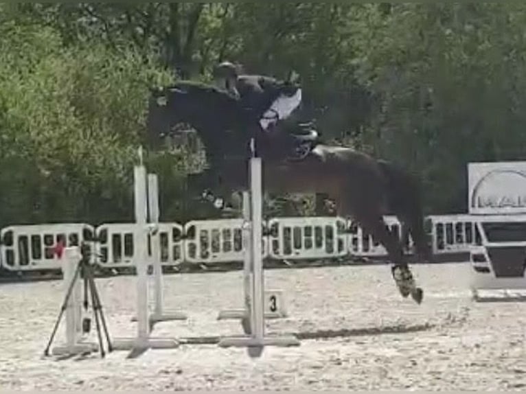 Westphalian Mare 17 years Brown in Lilienthal