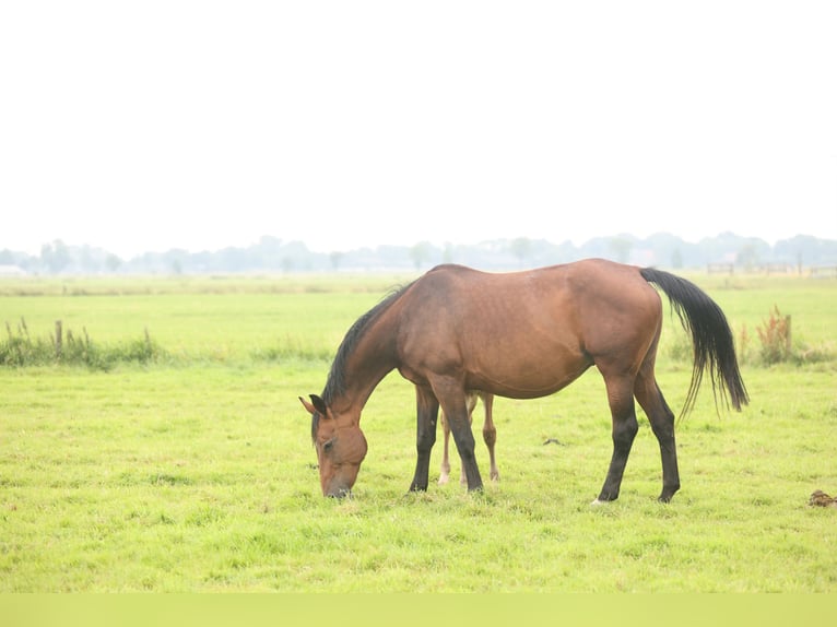 Westphalian Mare 17 years Brown in Lemwerder